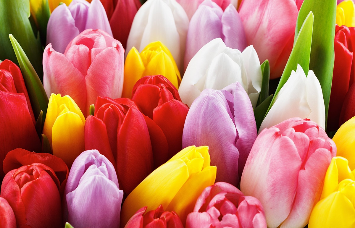 Numerous tulips of various colors including red, yellow, pink, white, and purple are tightly clustered together, surrounded by green leaves.