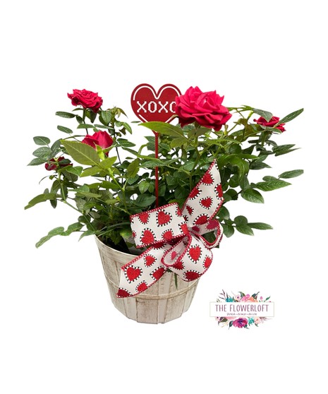 Valentine Blooming Plant