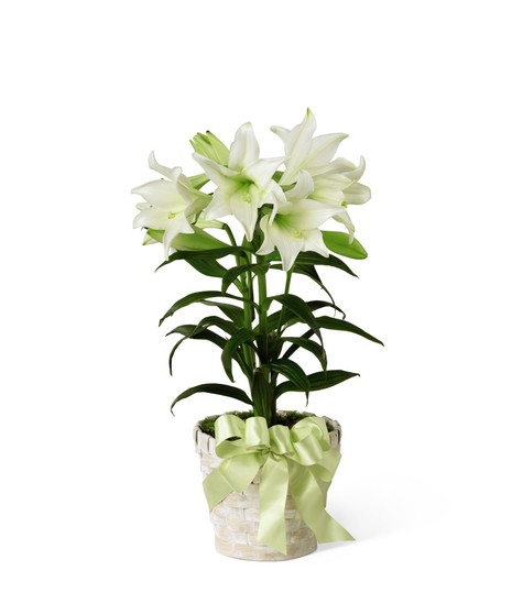 Easter Lily Plant