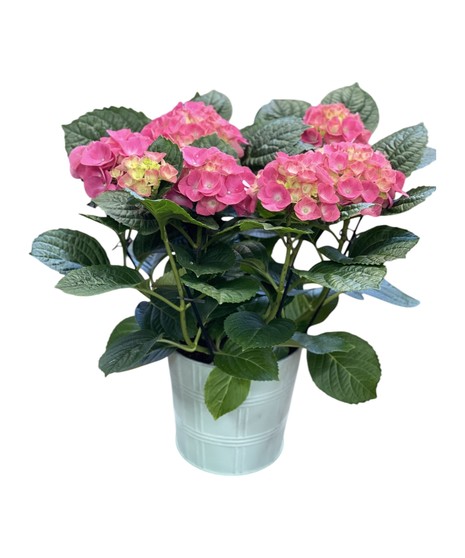 Hydrangea Plant