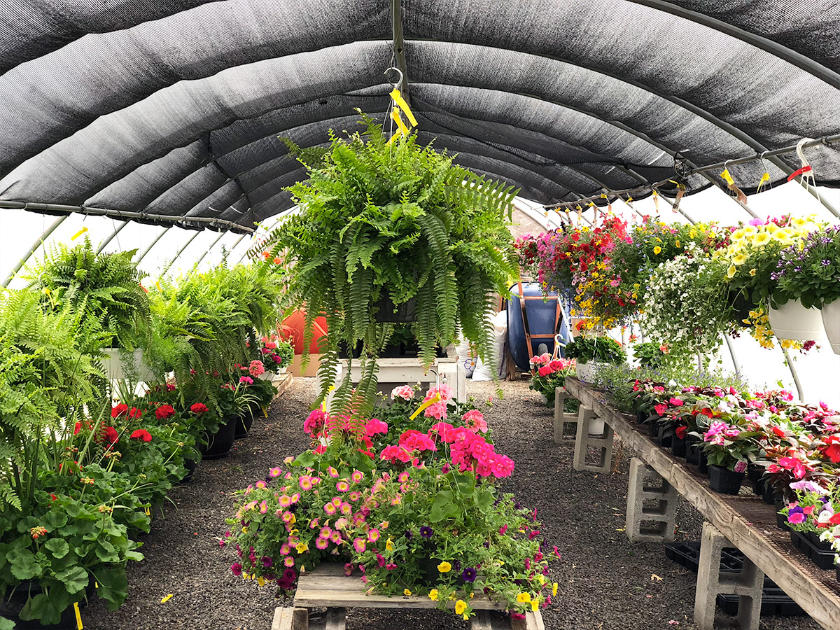 Lush plants, both hanging and potted, in our on-site greenhouse